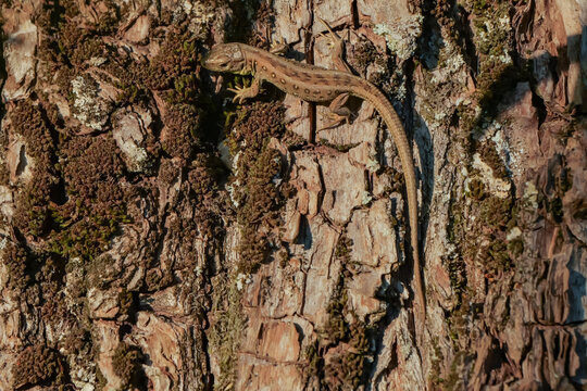 Female sand lizard (Lacerta agilis) basking on rough tree bark covered with moss and lichen, naturally camouflaged in a sunlit woodland habitat