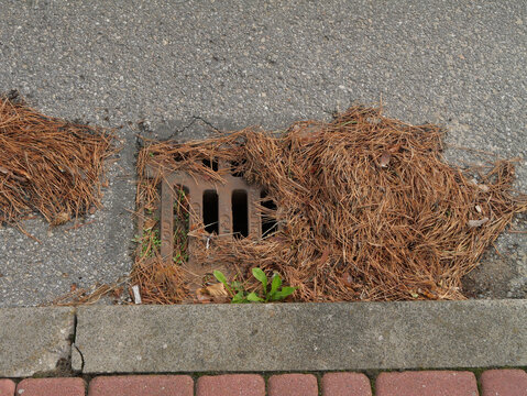 Street storm drain clogged with dry pine needles and organic debris, illustrating neglected drainage maintenance, restricted water runoff and increased urban flood risk