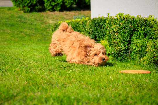 Maltipoo puppy running in the summer garden.