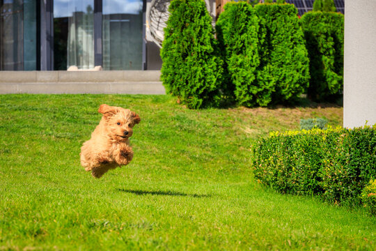 Maltipoo puppy running in the summer garden.