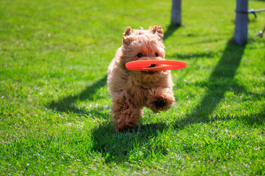 Maltipoo puppy running in the summer garden.