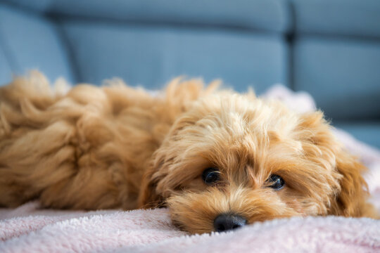 Maltipoo puppy lying on the couch at home.