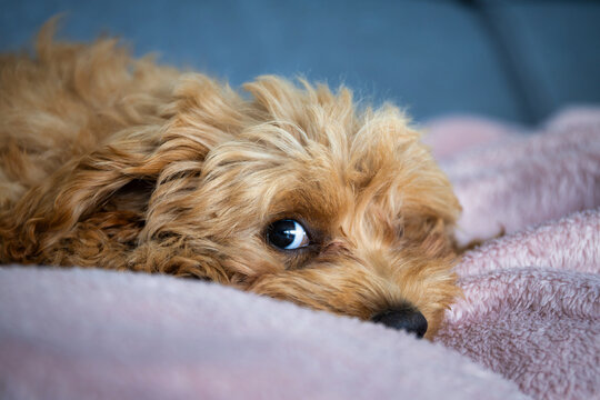 Maltipoo puppy lying on the couch at home.