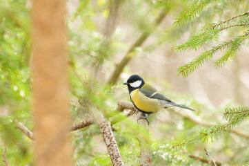 Great tit on a pine tree in winter © Zsuzsanna Bird