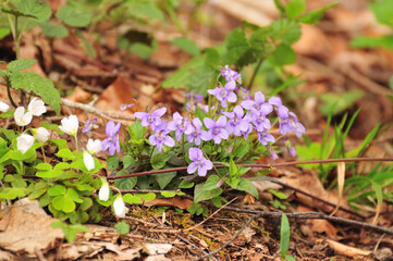 Obraz premium Violet (Viola sp.) in the woods