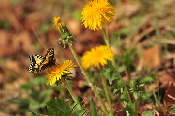 Swallowtail (Papilio machaon) butterfly on Dandelion (Taraxacum officinale) © Zsuzsanna Bird