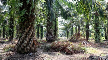 Oil palm trees with epiphytic ferns on trunks growing in rows across a tropical plantation on a sunny day. © ferrys