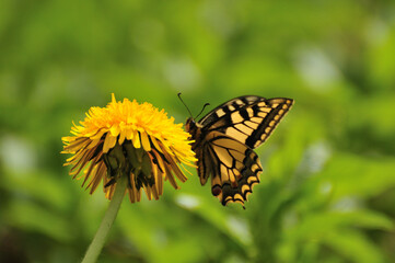 Swallowtail (Papilio machaon) butterfly on Dandelion (Taraxacum officinale) © Zsuzsanna Bird