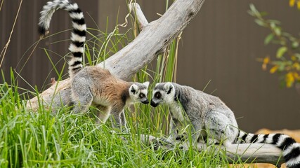 Fototapeta premium Two ring-tailed lemurs (Lemur catta) interacting face to face on a log in green grass
