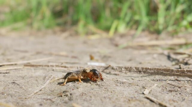 Mole cricket crawls slowly across dry sandy terrain under direct sun in ground level macro framing. Authentic natural asset for pest management and biodiversity presentations.