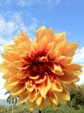 Vibrant orange and yellow dahlia flower close up