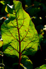 zielony liść buraka oświetlony od tyłu słońcem z czerwonym ogonkiem i nerwami (Beta vulgaris), green beet leaf backlit by the sun, Backlit beet leaves, revealing a network of red veins and texture © kateej
