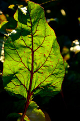 zielony liść buraka oświetlony od tyłu słońcem z czerwonym ogonkiem i nerwami (Beta vulgaris), green beet leaf backlit by the sun, Backlit beet leaves, revealing a network of red veins and texture © kateej