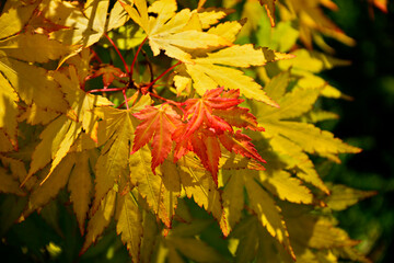 pomarańczowe i żółte liście klonu palmowego, klon palmowy Orange Dream, (Acer palmatum), klon odmiana Orange Dream, Japanese maple, palmate maple, smooth Japanese maple, Japanese Maple Orange Dream © kateej