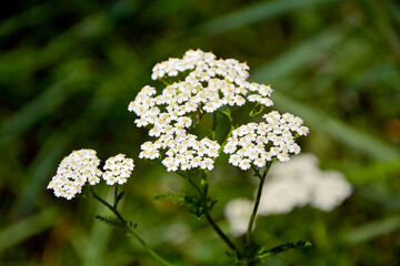 Krwawnik pospolity (Achillea millefolium), common yarrow, białe kwiaty krwawnika na zielonym tle, roślina lecznicza, zioło, medicinal plant, herb, white yarrow flowers against a green background © kateej