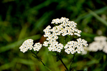 Krwawnik pospolity (Achillea millefolium), common yarrow, białe kwiaty krwawnika na zielonym tle, roślina lecznicza, zioło, medicinal plant, herb, white yarrow flowers against a green background © kateej
