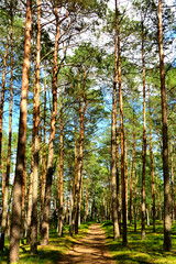 leśna droga między z wysokimi sosnami, letni krajobraz lasu sosnowego, forest road, A forest road lined with tall pines, summer pine forest landscape, pine forest, summer landscape with a forest path © kateej