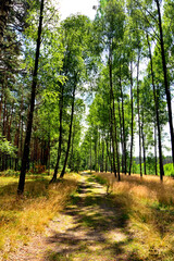 leśna droga między wysokimi sosnami i brzozami, letni krajobraz lasu, forest road with tall pines and birch tree, a summer forest landscape, pine-birch forest, summer landscape with a forest path © kateej