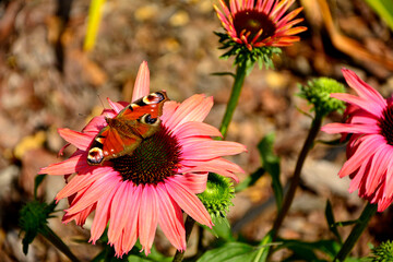 motyl na różowym kwiecie jeżówki purpurowej, Echinacea purpurea, purple coneflower, hedgehog coneflower, eastern purple coneflower, blooming coneflower, butterfly on a pink purple coneflower blossom, © kateej