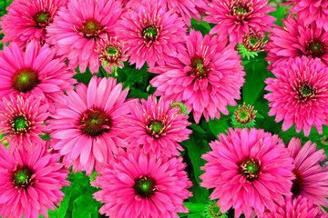 różowe kwiaty jeżówki purpurowej, Echinacea purpurea,   odmiana "Sunseekers sweet fuchsia", purple coneflower, hedgehog coneflower, eastern purple coneflower, blooming coneflowers © kateej