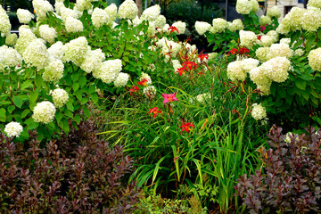 kompozycja rabatowa, krzewuszka "Nana Purpurea", hortensja bukietowa "Limelight", liliowiec "Chicago Apache" (Hydrangea paniculata, Weigela florida, Hemerocallis), flowerbed composition of shrubs  © kateej