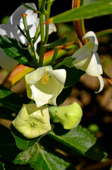 kwiat i balonowaty pąk kwiatowy rozwaru, rozwar wielkokwiatowy (Platycodon grandiflorus), balonowy kwiat, balloon flower Chinese bellflower, platycodon, platycodon buds, White Balloon Flower Bud © kateej