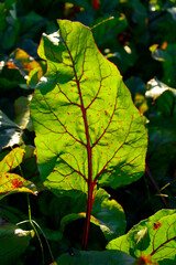 zielony liść buraka oświetlony od tyłu słońcem z czerwonym ogonkiem i nerwami (Beta vulgaris), green beet leaf backlit by the sun, Backlit beet leaves, revealing a network of red veins and texture © kateej