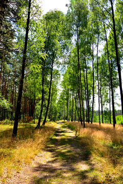 leśna droga między wysokimi sosnami i brzozami, letni krajobraz lasu, forest road with tall pines and birch tree, a summer forest landscape, pine-birch forest, summer landscape with a forest path