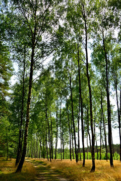 leśna droga między wysokimi sosnami i brzozami, letni krajobraz lasu, forest road with tall pines and birch tree, a summer forest landscape, pine-birch forest, summer landscape with a forest path