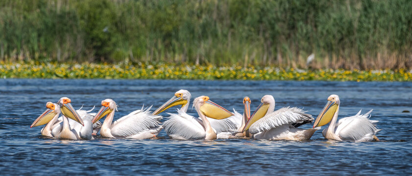 Flock of pelicans in the beautiful and famous natural park reservation Danube Delta, landmark of Romania