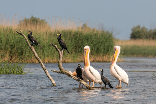 Pelicans and cormorants in the beautiful and famous natural park reservation Danube Delta, landmark of Romania