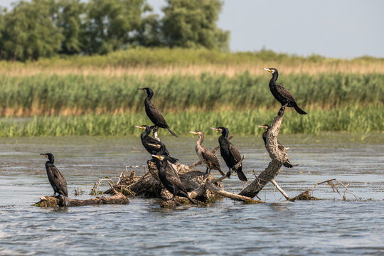Flock of cormorants in the beautiful and famous natural park reservation Danube Delta, landmark of Romania