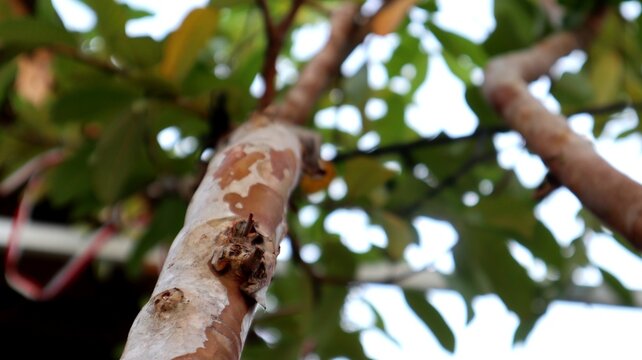 Low-angle view looking up at the peeling smooth bark of a guava tree branch framed by green foliage.