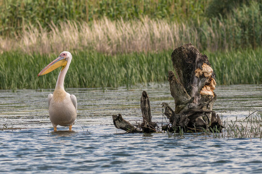 Pelicans and cormorants in the beautiful and famous natural park reservation Danube Delta, landmark of Romania