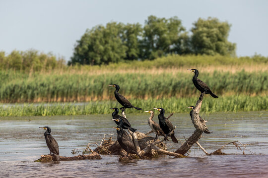 Flock of cormorants in the beautiful and famous natural park reservation Danube Delta, landmark of Romania