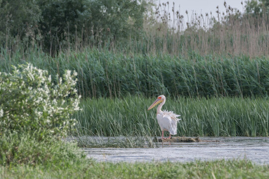 A pelican in the beautiful and famous natural park reservation Danube Delta, landmark of Romania