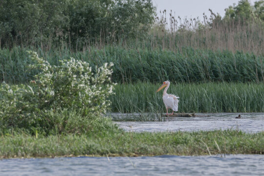 A pelican in the beautiful and famous natural park reservation Danube Delta, landmark of Romania