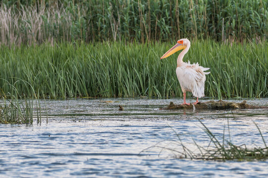 A pelican in the beautiful and famous natural park reservation Danube Delta, landmark of Romania