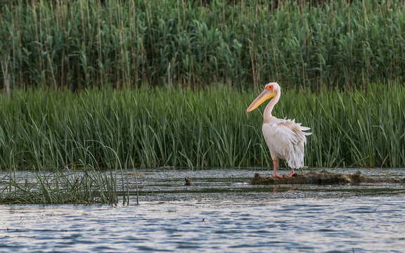 A pelican in the beautiful and famous natural park reservation Danube Delta, landmark of Romania
