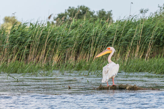 A pelican in the beautiful and famous natural park reservation Danube Delta, landmark of Romania