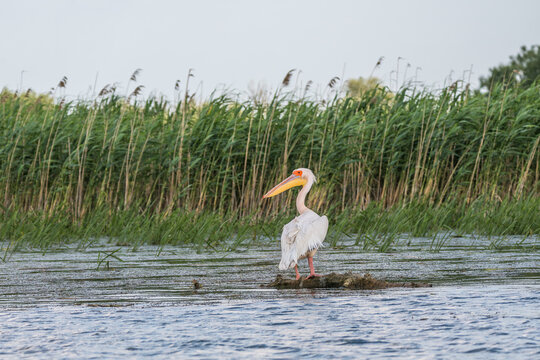A pelican in the beautiful and famous natural park reservation Danube Delta, landmark of Romania