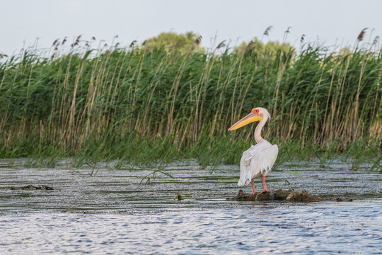 A pelican in the beautiful and famous natural park reservation Danube Delta, landmark of Romania