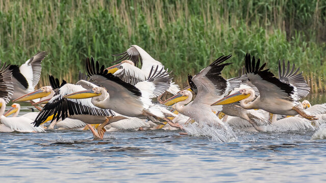 Flock of pelicans in the beautiful and famous natural park reservation Danube Delta, landmark of Romania
