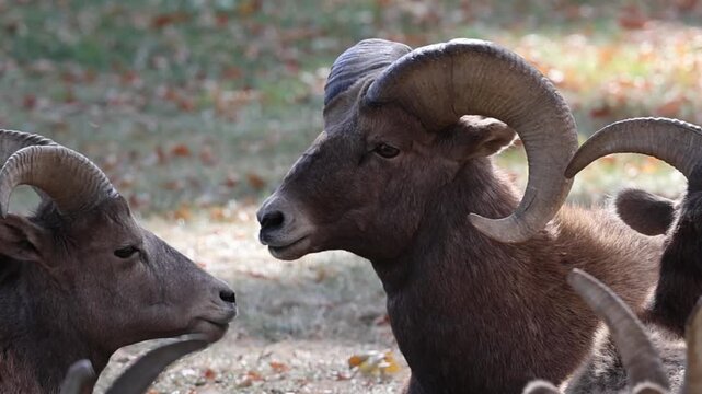 Close-up of a bighorn sheep ram with his harem during the breeding season.