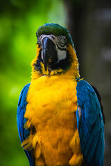 Blue-and-yellow macaw (Ara ararauna) © JuanPablo