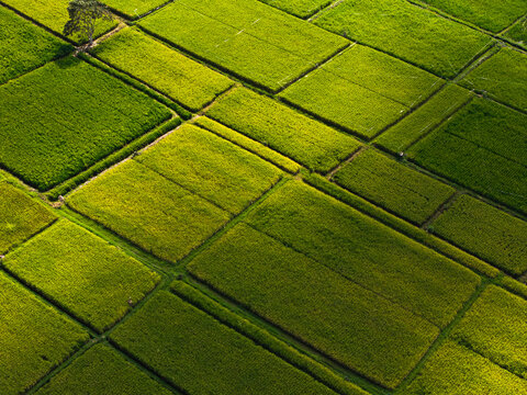 Aerial view of lush green rice paddies in geometric patterns with a single tree and soft sunlight in Kecamatan Mengwi, Bali, Indonesia.