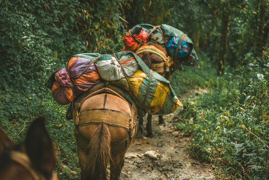 Packhorse carrying colorful bags and supplies along a narrow forest trail, illustrating traditional animal transport during a rural journey.