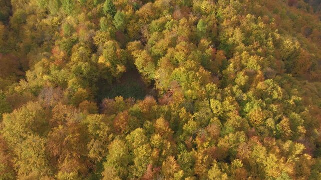 AERIAL: Rich mosaic of golden, orange and green treetops covers a hillside. Sunlight brings out the warm autumn colours, creating peaceful view of dense woodland at the height of the changing season.