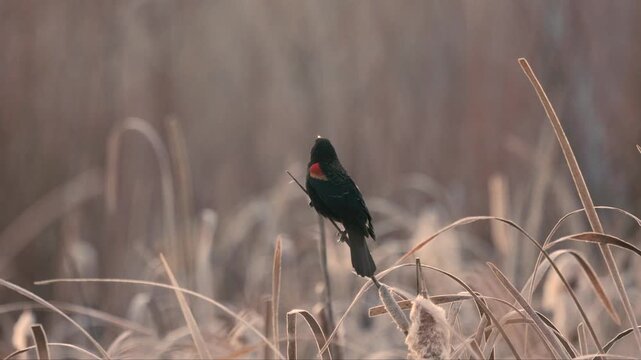 A Redwing Blackbird with a bit of fluff stuck to its beak perches on the tip of a cattail stalk and sings on a cold winter morning in Boise ID USA with the clouds of its breath drifting to the right.