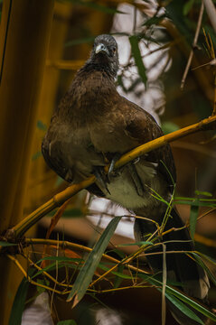 Grey-headed chachalaca (Ortalis cinereiceps)